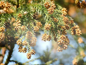 自由が丘 スギ花粉